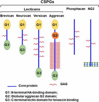 Advances in the Signaling Pathways Downstream of Glial-Scar Axon Growth Inhibitors
